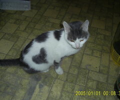 подарявам котета - 3