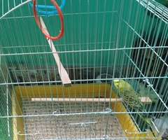 Подарявам женски вълнист папагал