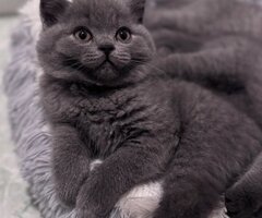 Перфектни GCCF шампионски родословни британски късокосмести котенца - 3