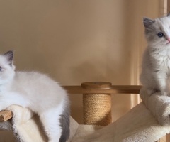 Котета Регдол/Рагдол - 2