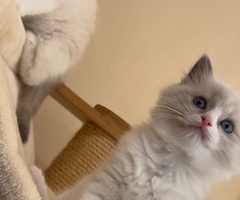 Котета Регдол/Рагдол - 3