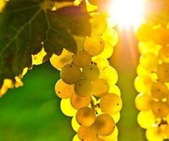Продавам грозде – Памид,Каберне совиньон,Мускат отонел.