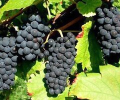 Продавам грозде – Памид,Каберне совиньон,Мускат отонел. - 2