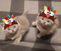 Британски пухчета