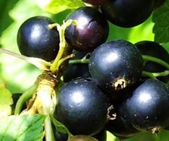 Продавам черен и бял разсад касис