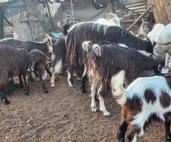 Продавам 11 кози и 2 пръча