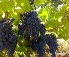 Продавам Памид – на ниска цена.Отлично качество.