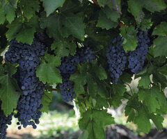 Продавам Памид – на ниска цена.Отлично качество. - 4