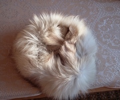 Дамски кожух и шапка от бяла лисица - 4