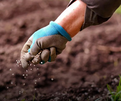 Торене, кога да торим, колко тор е необходимо? - 2